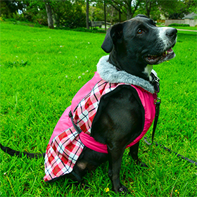 Alpine AllWeather Dog Coat  Raspberry Plaid: DD-65161