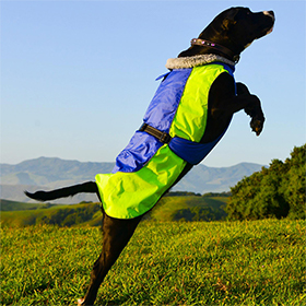 Alpine AllWeather Dog Coat  Blue and Green: DD-65166
